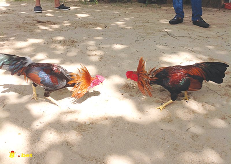 Đá gà 8qbet - Cựa dao thiên về tốc độ