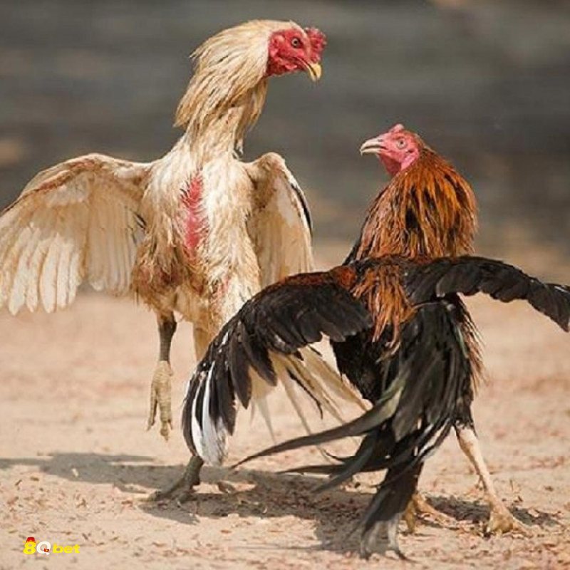 Đá Gà Cựa Sắt 8qbet - Quan sát phong độ trước trận Đá Gà Cựa Sắt 8qbet - Quan sát phong độ trước trận